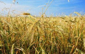 A picture of a wheat field.