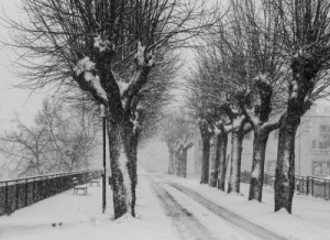 A beautiful picture of a tree lined road in winter covered in snow.