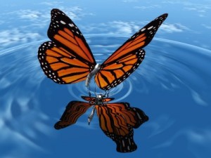 A picture of a beautiful Monarch butterfly getting a drink of water.