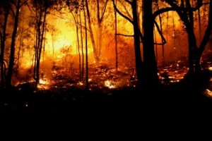 A picture of a forest wildfire.