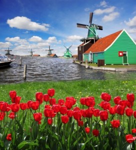 A beautiful picture of a windmill with red tulips in Holland.