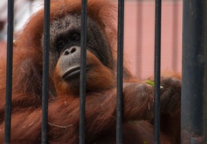 A picture of a sad Orangutan in a caged zoo pen.