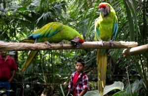 picture of two Green Macaws