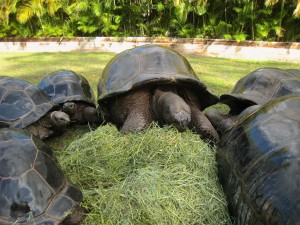 Pictures of 700 pound Aldabra tortoises