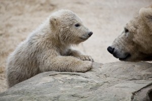 A baby and mother polar bear looking endearing at one another.