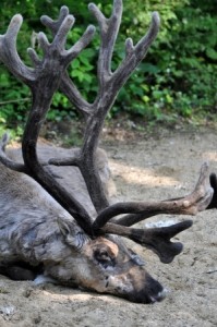 A dead elk with huge horns.