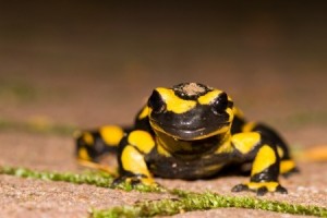 A yellow and black Fire Salamander