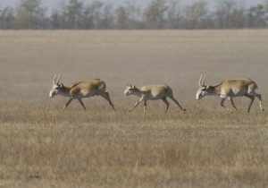 Three Saiga antelopes running in Africa.