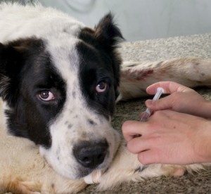 A sick dog at the vet.